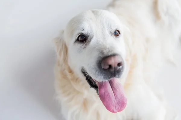 Golden Retriever köpeğine yaklaş. — Stok fotoğraf