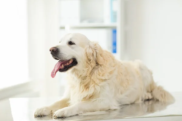 Golden retriever köpek veteriner kliniğinde yakın çekim — Stok fotoğraf