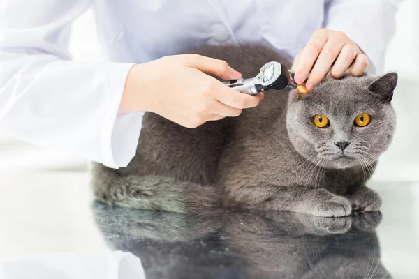Крупный план ветеринара с отоскопом и кошкой в клинике — стоковое фото