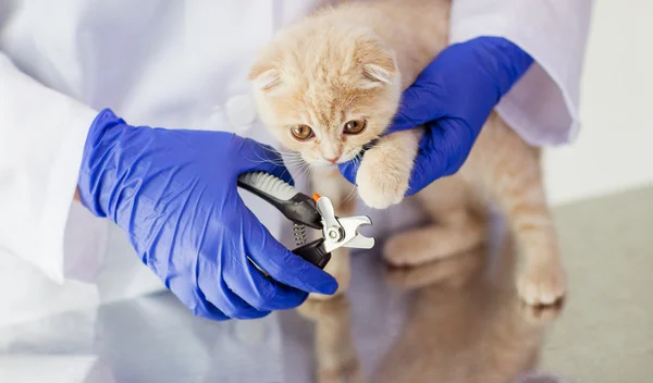 close up of vet with clipper cutting cat nail