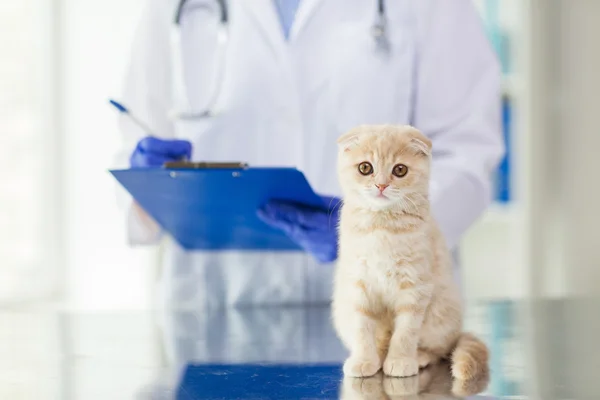 Primo piano del veterinario con appunti e gatto in clinica — Foto Stock