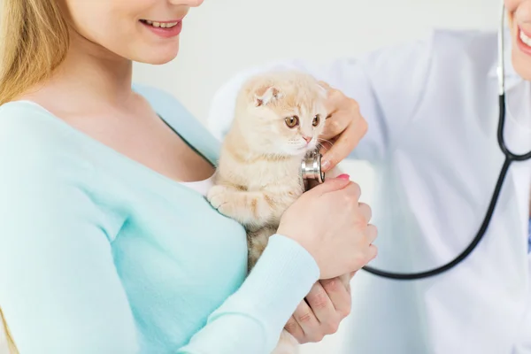 Крупный план ветеринара со стетоскопом и кошкой в клинике — стоковое фото