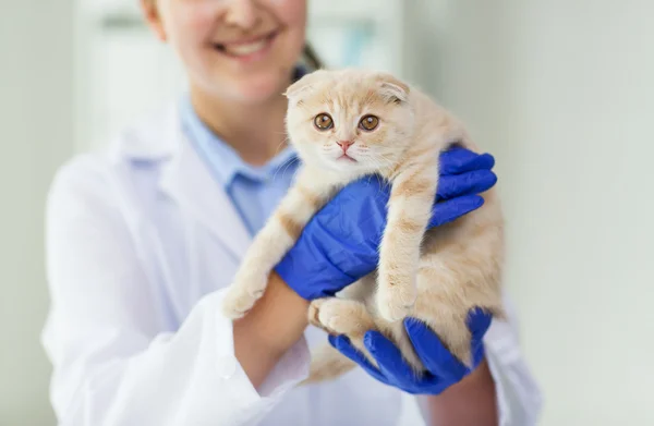 Close-up de veterinário com gatinho escocês na clínica — Fotografia de Stock