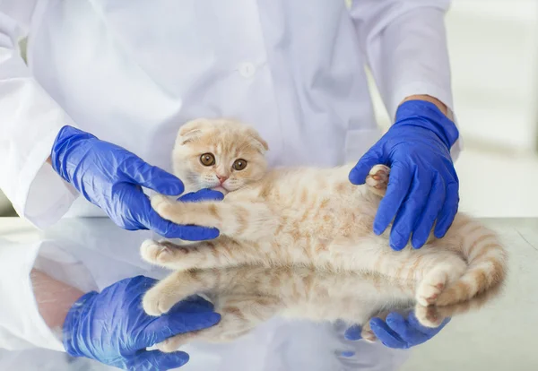 Крупный план ветеринара со шотландским котенком в клинике — стоковое фото