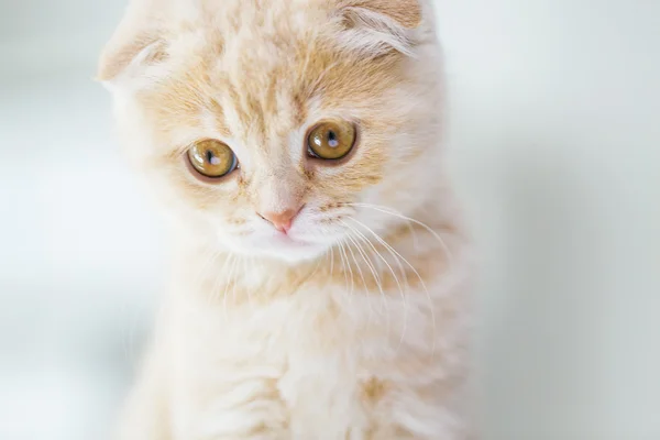 Närbild på scottish fold kattunge — Stockfoto