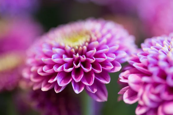 Close up de belas flores de crisântemo rosa — Fotografia de Stock