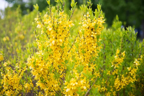 连翘灌木与黄色的花关闭 — 图库照片