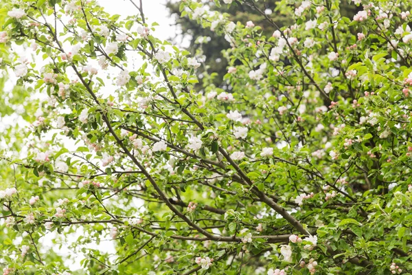Közelkép a szép virágzó Alma fa ága Stock Kép