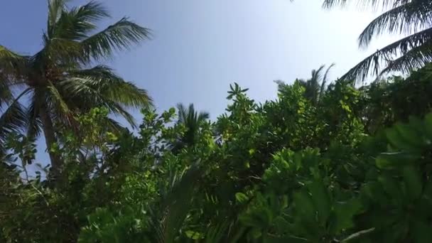 Palmbomen en stralen van de zon in de lucht — Stockvideo