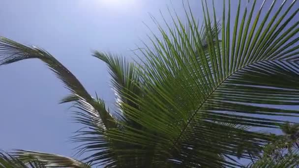 Palmiye ağaçları ve gökyüzünde güneş ışınları — Stok video