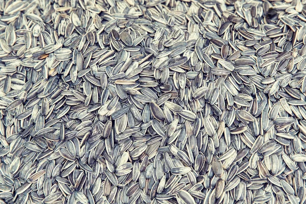 Sunflower seeds texture — Stock Photo, Image