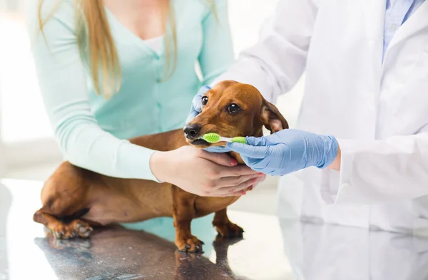 Крупним планом ветеринарне чищення зубів собаки — стокове фото