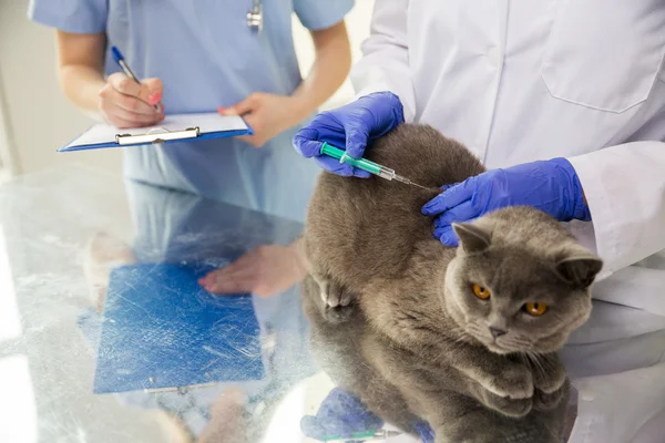 클리닉에서 고양이에게 백신을 만드는 수의사의 클로즈업 — 스톡 사진