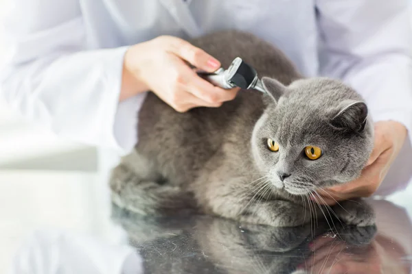 Menutup dokter hewan dengan otoskop dan kucing di klinik — Stok Foto