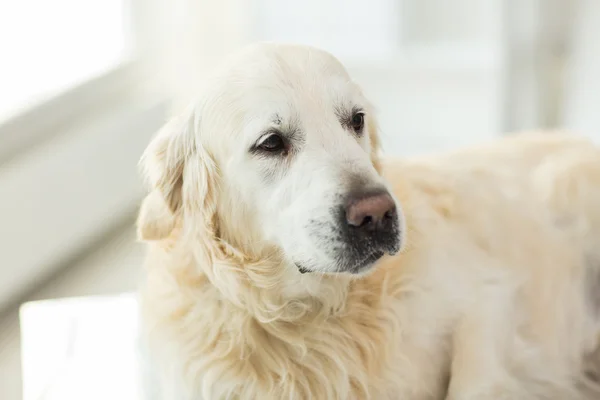 Golden retriever köpek veteriner kliniğinde yakın çekim — Stok fotoğraf