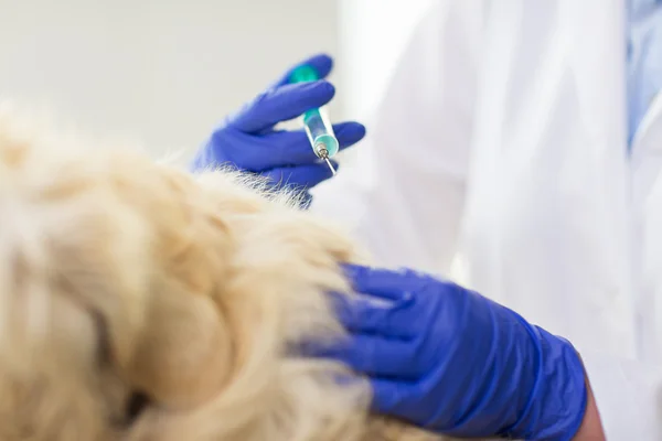 Close-up de veterinário fazendo vacina para cão na clínica — Fotografia de Stock