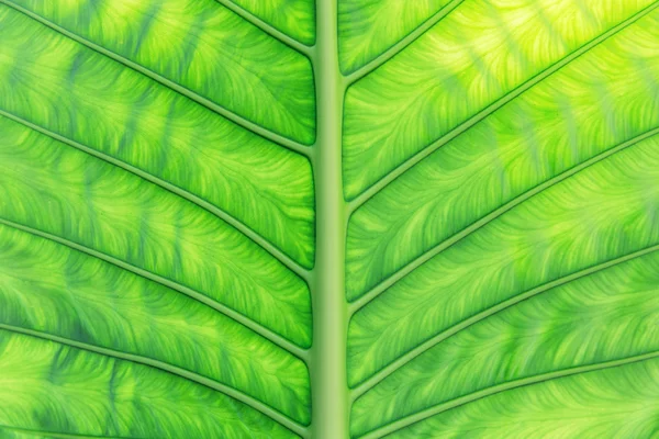 Green palm tree leaf — Stock Photo, Image