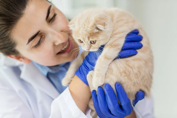 Крупним планом ветеринар з шотландським кошеням у клініці — стокове фото