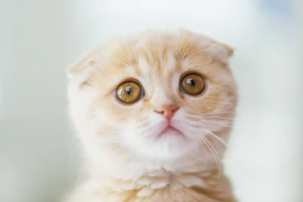 Close up of scottish fold kitten — Stock Photo, Image