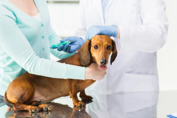 Κοντινό πλάνο της ΕΕΚ κάνοντας το εμβόλιο σε σκυλί στην κλινική — Φωτογραφία Αρχείου