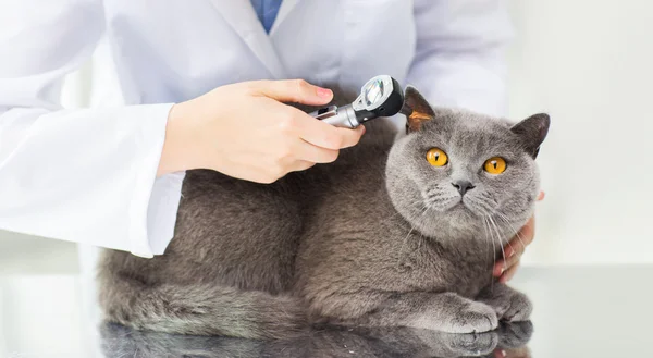 Närbild av yrkesutbildning med otoskop och katt på klinik — Stockfoto