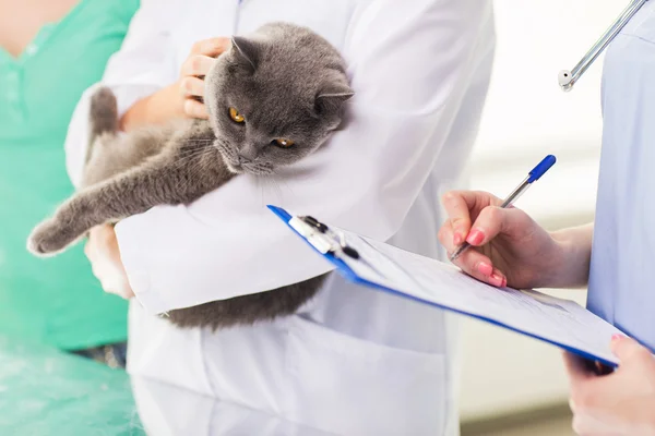 Крупним планом ветеринар з кішкою і буфера в клініці — стокове фото