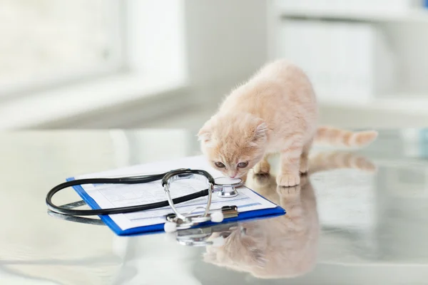 Крупним планом шотландський складчастий кошеня у ветеринарній клініці — стокове фото