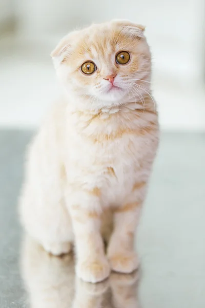 Close up of scottish fold kitten — Stock Photo, Image