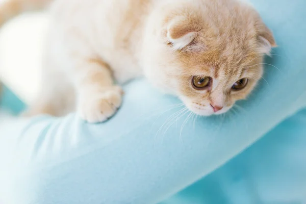 Close up of scottish fold kitten in owner hands — Stock Photo, Image
