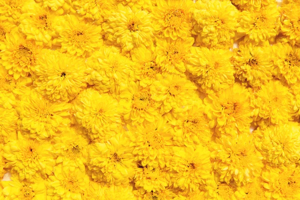 Όμορφα χρυσάνθεμα λουλούδια — Φωτογραφία Αρχείου