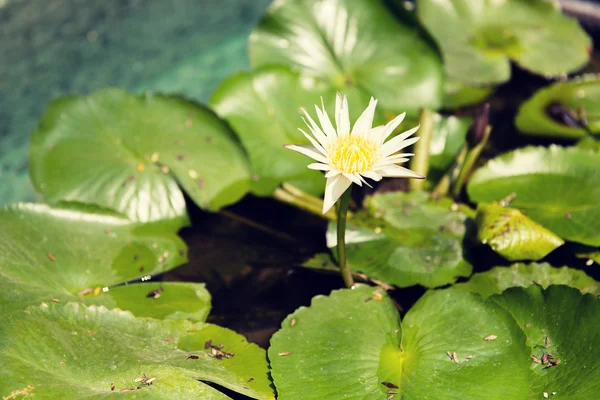 White water lily in pond — Stock Photo, Image