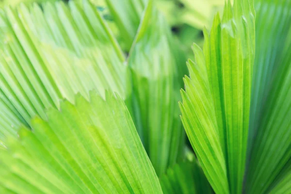 Folhas de palmeira verde — Fotografia de Stock