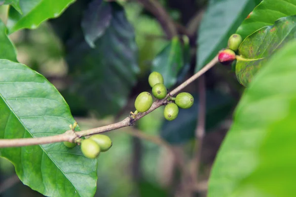 Close up of green unripe coffee fruits on branch — Stock Photo, Image