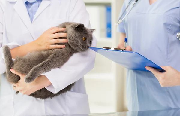 Закрытие ветеринара с кошкой и планшетом в клинике — стоковое фото