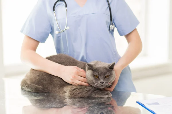 Close up of vet with stethoscope and cat at clinic — Stock Photo, Image