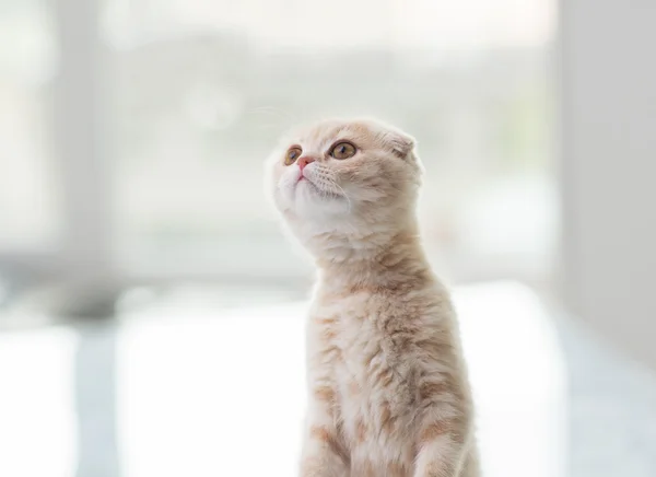 Primo piano di scozzese fold gattino — Foto Stock