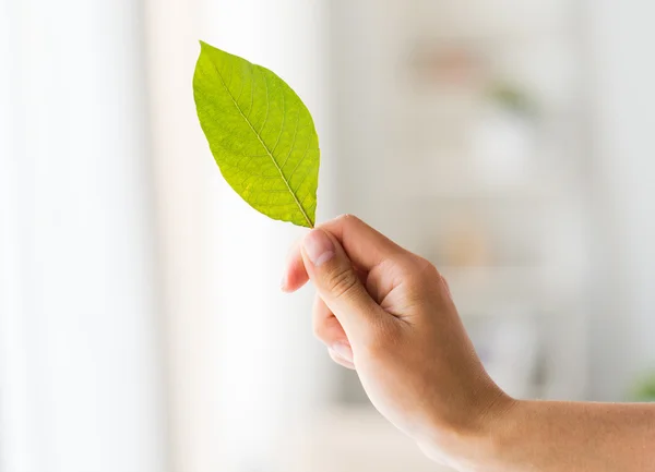 Close up of woman hand holding green leaf — Stock Photo, Image