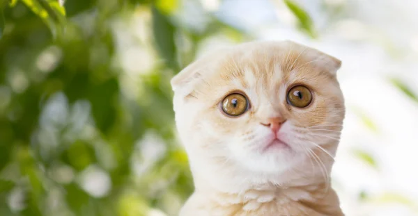 Close up de escocês dobra gatinho sobre a natureza — Fotografia de Stock