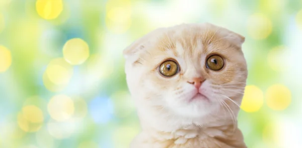 Zbliżenie szkockich Fold Kitten na zielone światła — Zdjęcie stockowe