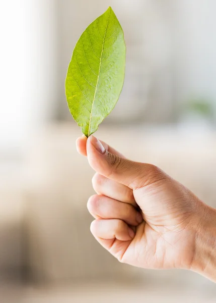 Gros plan de la main de la femme tenant feuille verte — Photo