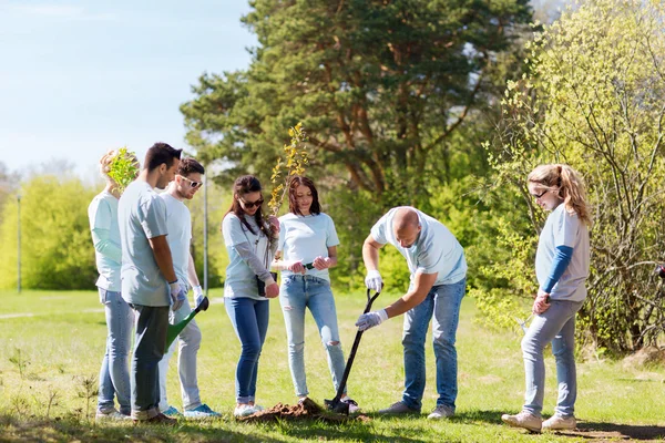 Gruppe von Freiwilligen pflanzt Baum im Park — Stockfoto