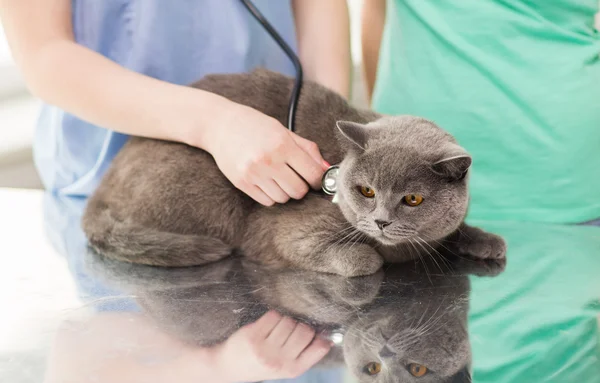 Närbild av yrkesutbildning med stetoskop och katt på klinik — Stockfoto