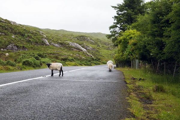 Ovce pasoucí se na silnici u connemara v Irsku — Stock fotografie