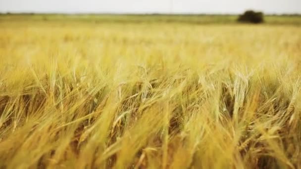 Campo de cereais com espiguetas de centeio maduro ou de trigo — Vídeo de Stock