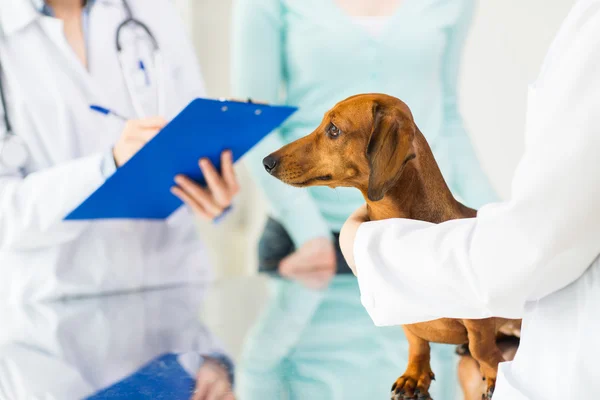 Close-up de veterinário com cão dachshund na clínica — Fotografia de Stock