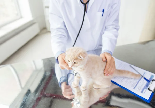 Close-up de veterinário com gatinho escocês na clínica — Fotografia de Stock