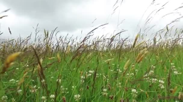 Trébol y hierba que crece en el prado o campo 50 — Vídeos de Stock