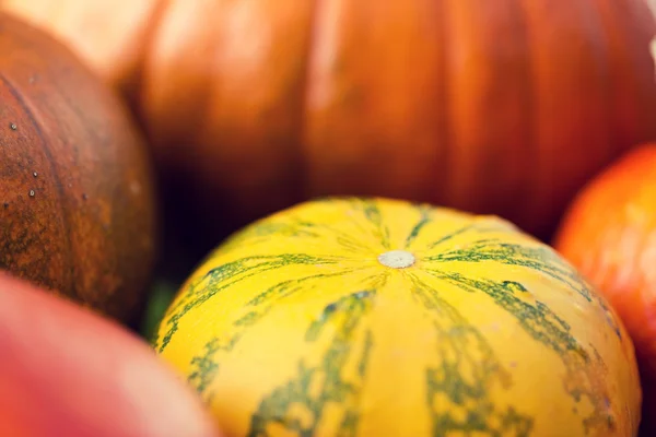 Close up of pumpkins — Stock Photo, Image