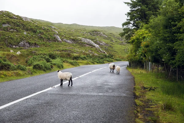 Ovce pasoucí se na silnici u connemara v Irsku — Stock fotografie