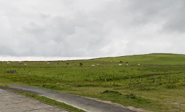 İrlanda alanında tarım arazileri üzerinde otlatma inekler — Stok fotoğraf